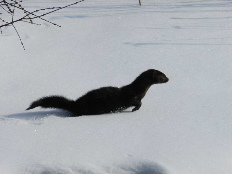 Amerikan mink, Neovison vison