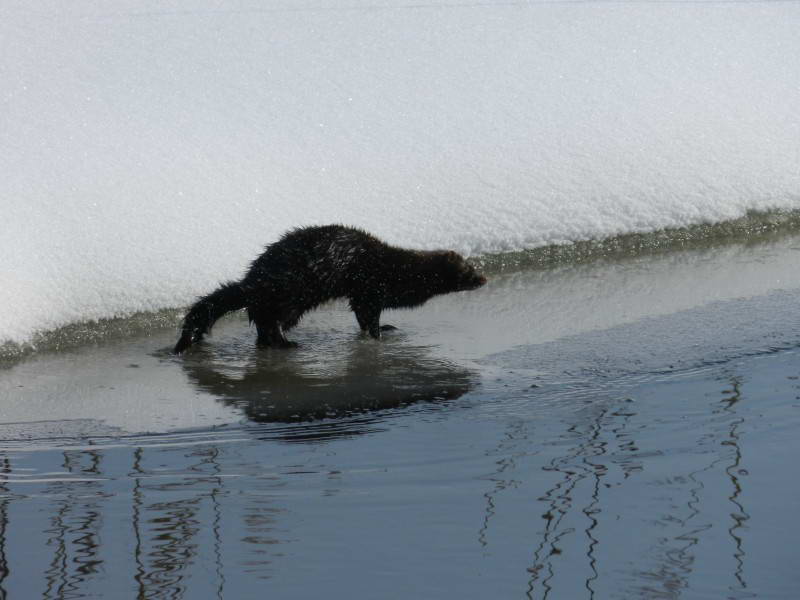 Amerikan mink, Neovison vison