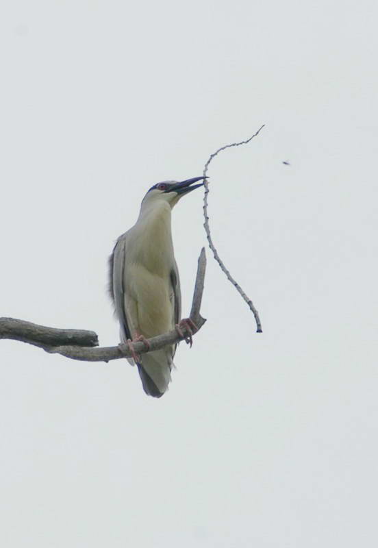 Квак, Nycticorax nycticorax