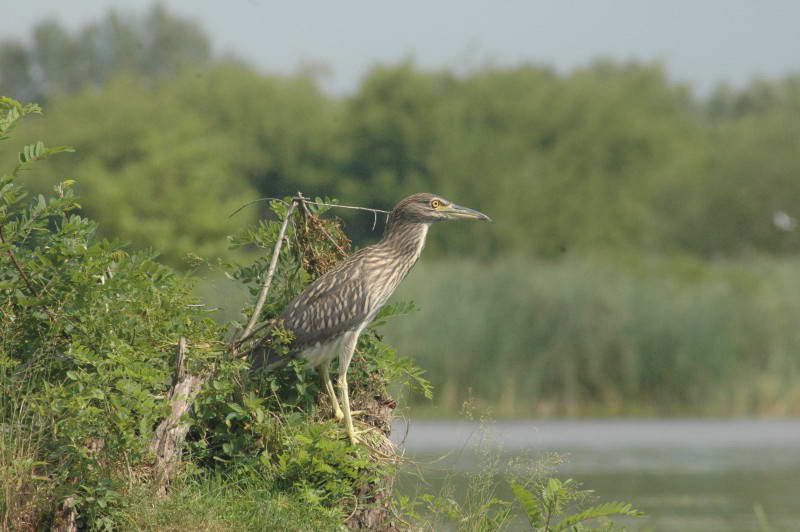 Nycticorax nycticorax