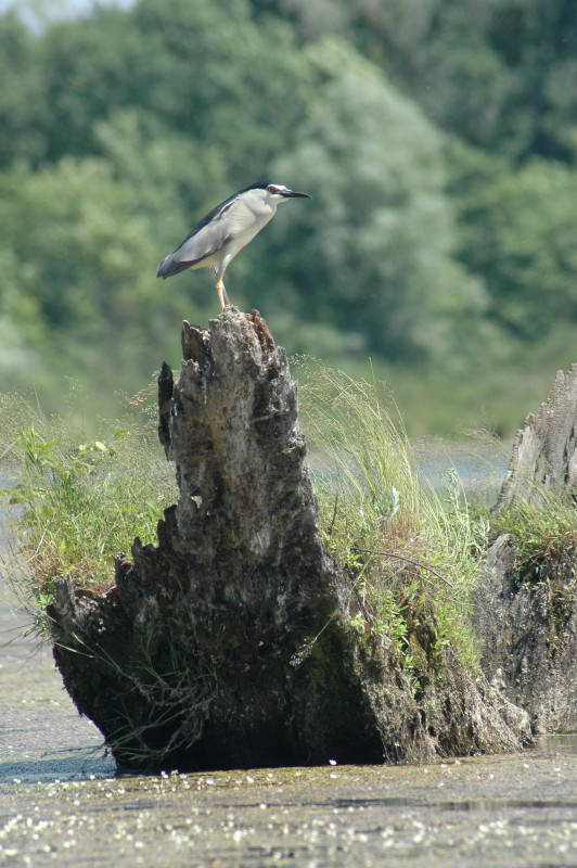 Nycticorax nycticorax