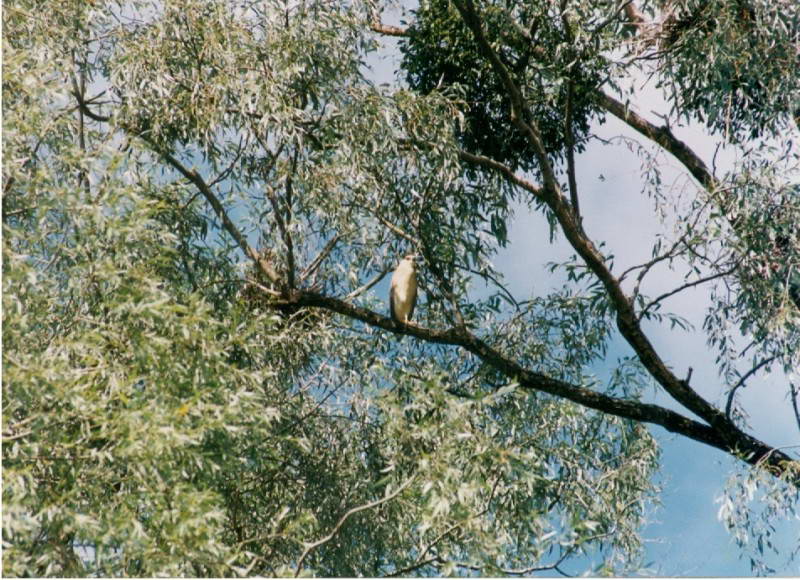 Nycticorax nycticorax