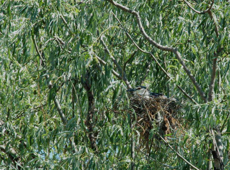 Квак, Nycticorax nycticorax