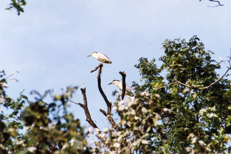 Nycticorax nycticorax