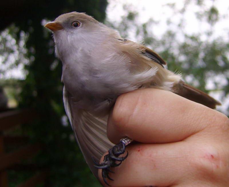 Вусата синиця, Panurus biarmicus