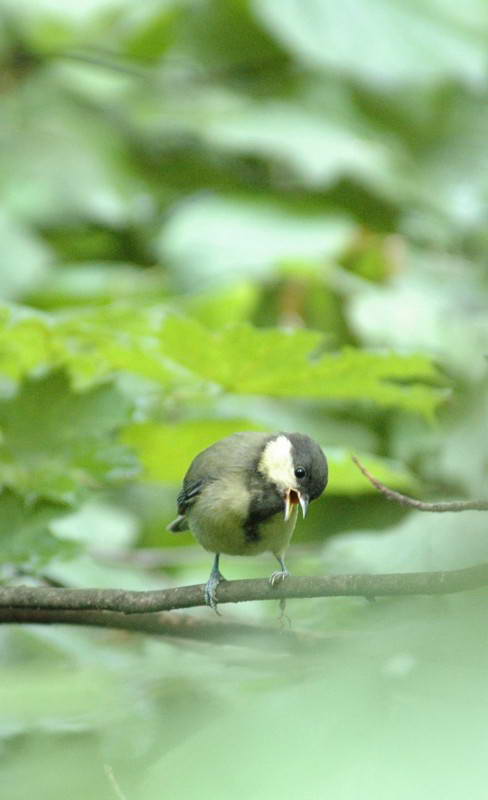 Велика синиця, Parus major