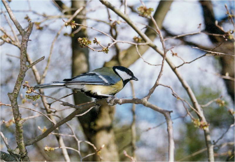 Parus major