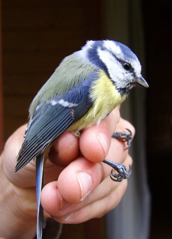 Блакитна синиця, Parus caeruleus