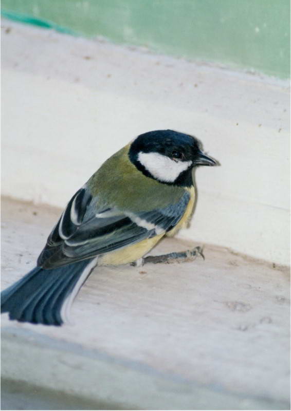 Parus major