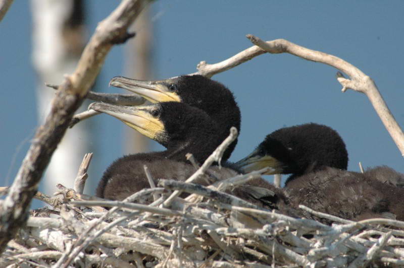 Баклан великий, Phalacrocorax carbo,…