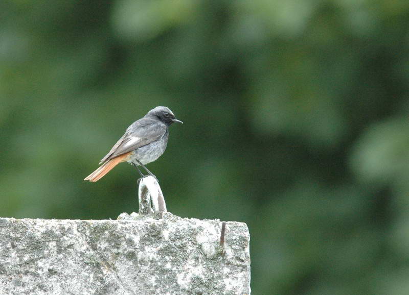 Горихвістка чорна, Phoenicurus ochruros