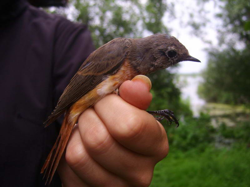 Горихвістка звичайна, Phoenicurus…