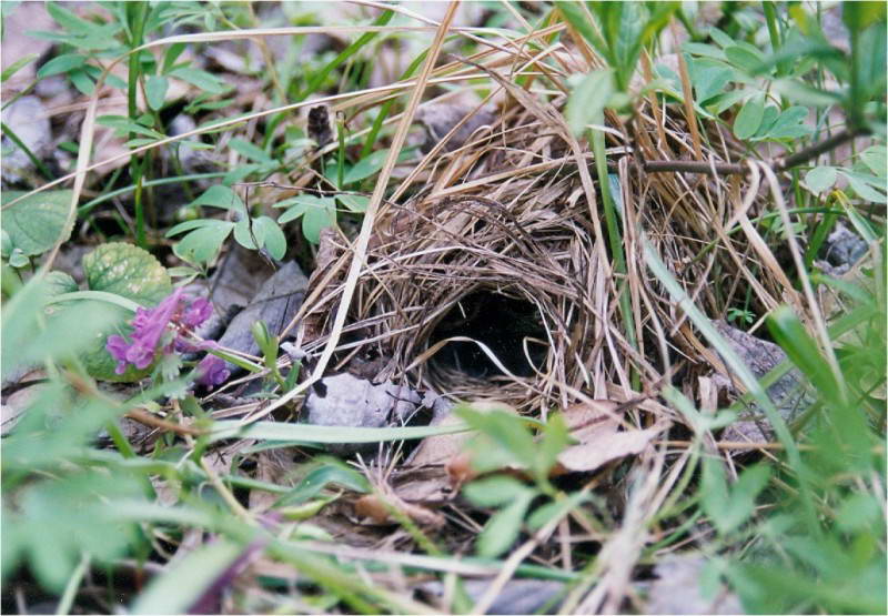 Phylloscopus collybita