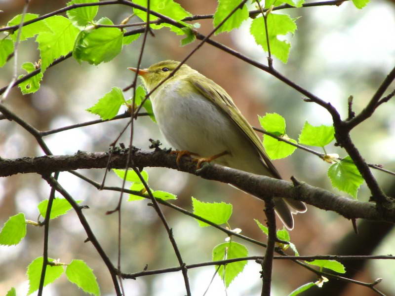 Жовтобровий вівчарик, Phylloscopus…