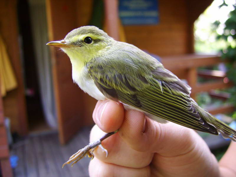 Phylloscopus sibilatrix