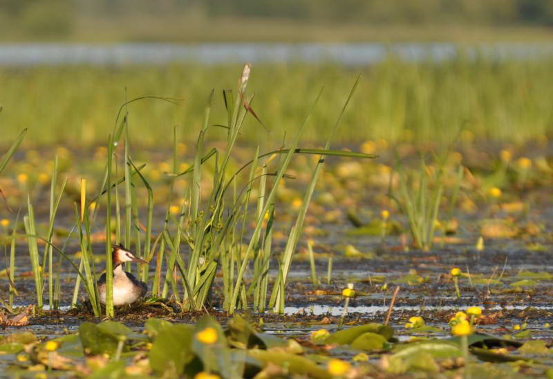 Пірникоза велика, Podiceps cristatus