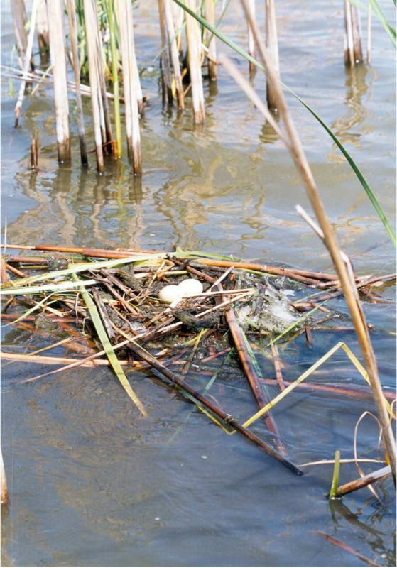 Пірникоза велика, Podiceps cristatus