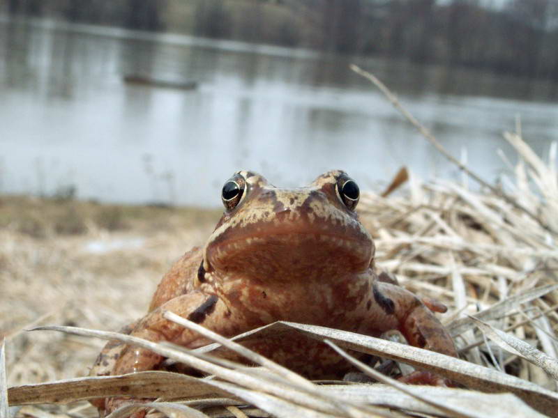 Grass frog, Rana temporaria