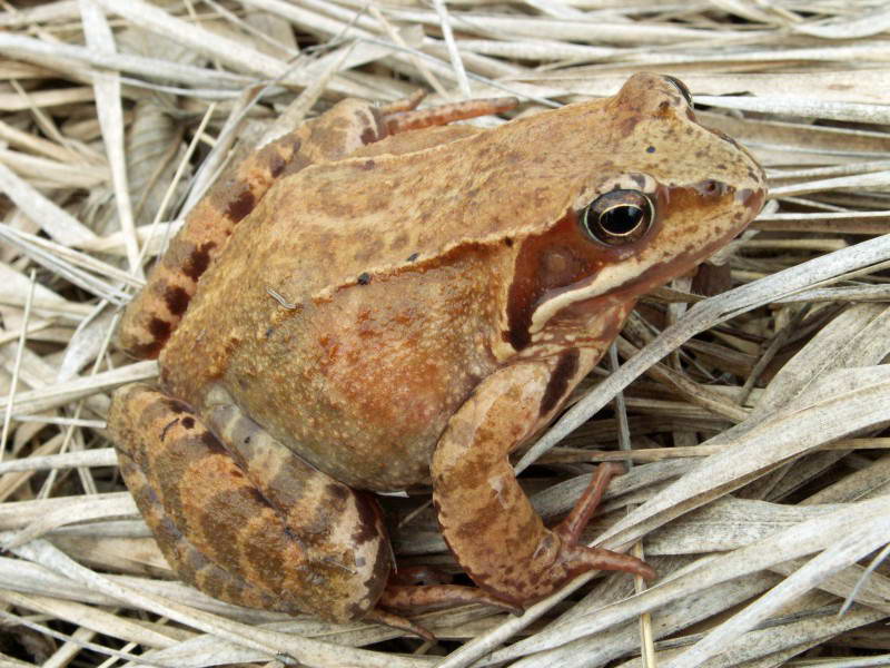 Grass frog, Rana temporaria