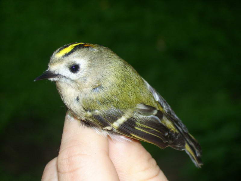 Yellow-Goldcrest, Regulus regulus