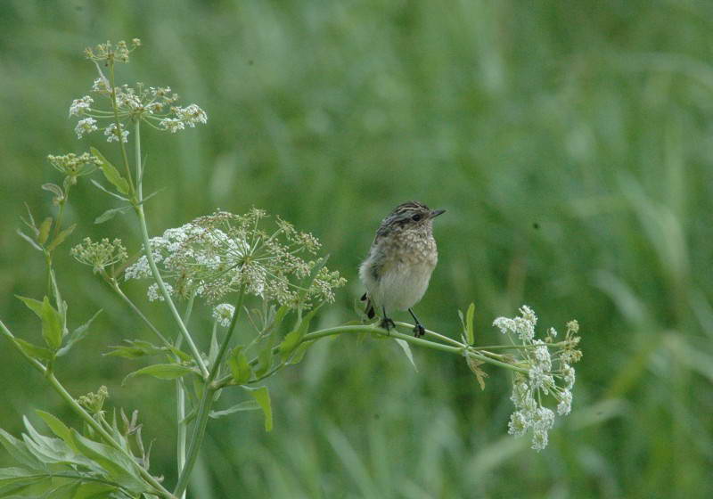 Meadow Gavel, Saxicola rubetra