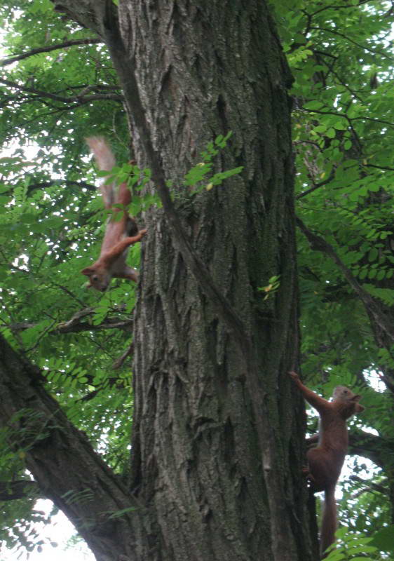 Squirrel, Sciurus vulgaris