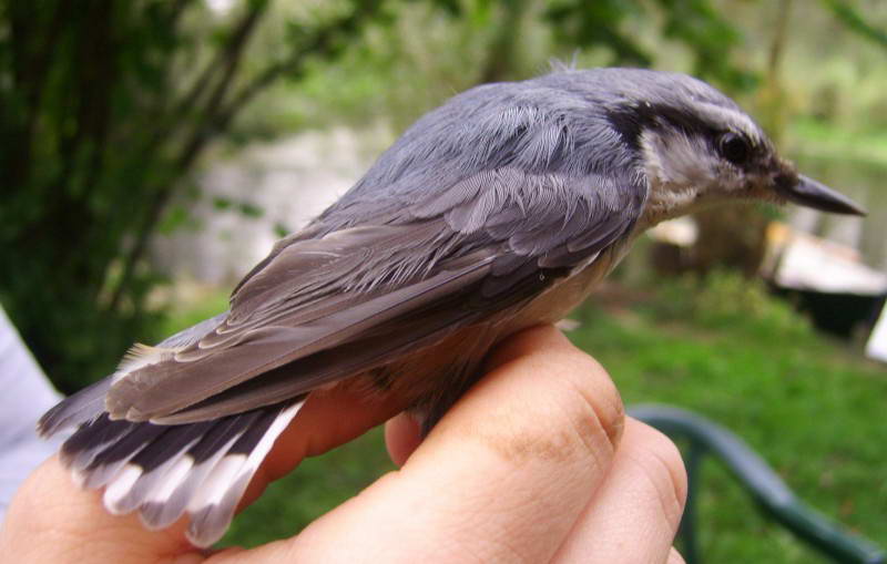 Nuthatch, Sitta europaea