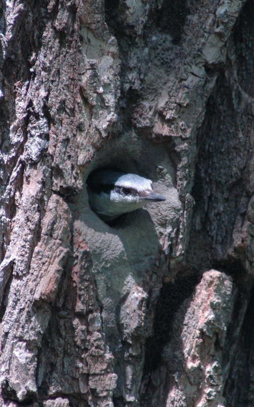 Nuthatch, Sitta europaea, (Photo…