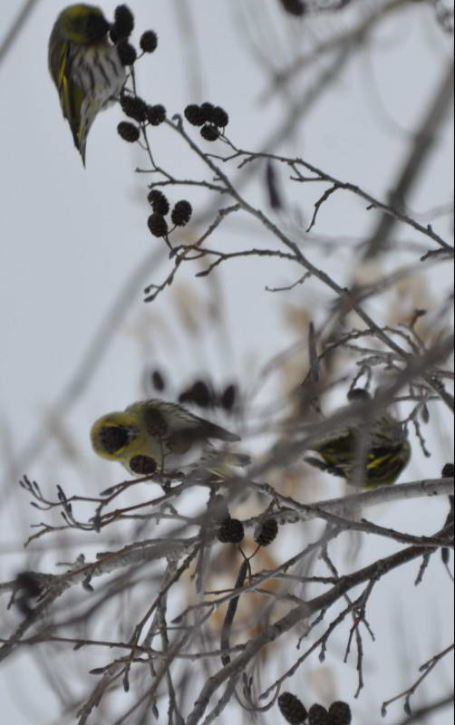 Eurasian Siskin