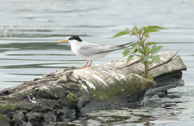 Little Tern, Sterna albifrons