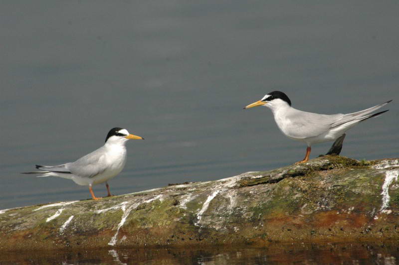 Little Tern, Sterna albifrons