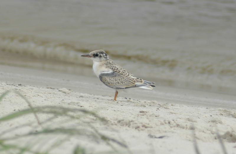 Little Tern, Sterna albifrons