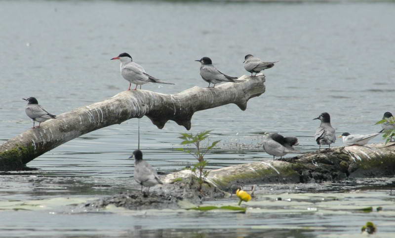 Sterna hirundo, Сhlidonias niger and…