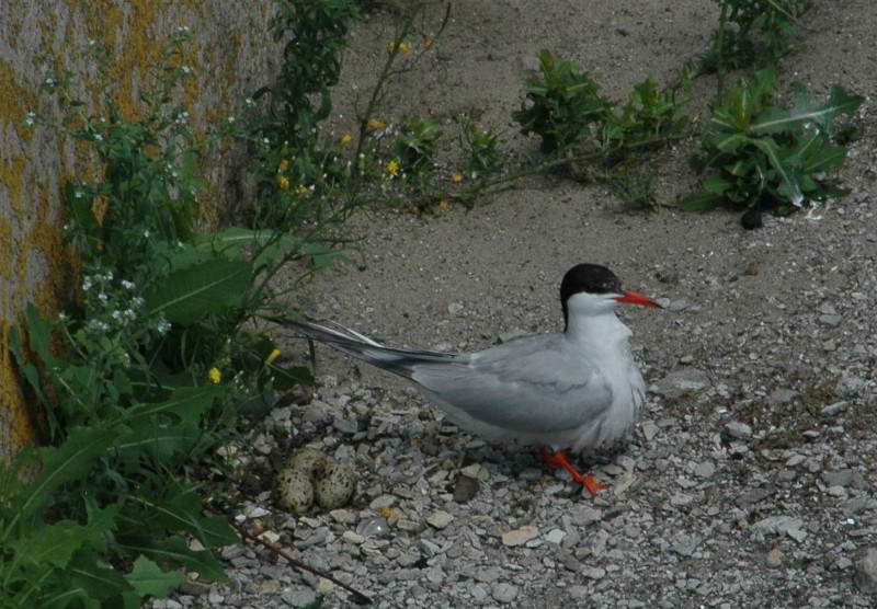 Common Tern, Sterna hirundo