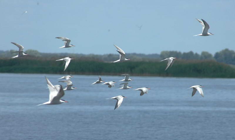 Common Tern, Sterna hirundo