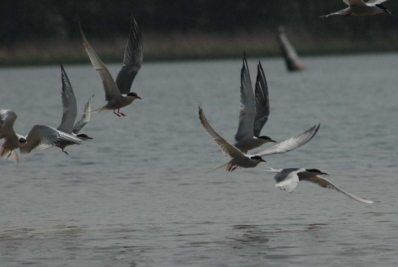 Common Tern, Sterna hirundo