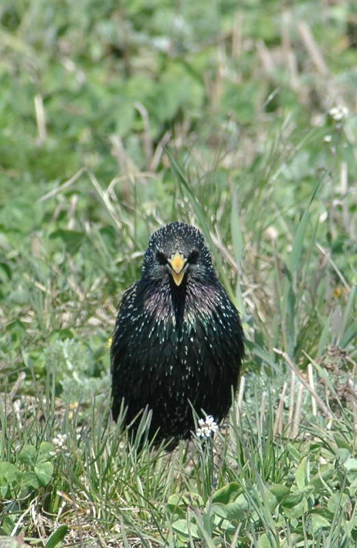 Starling, Sturnus vulgaris