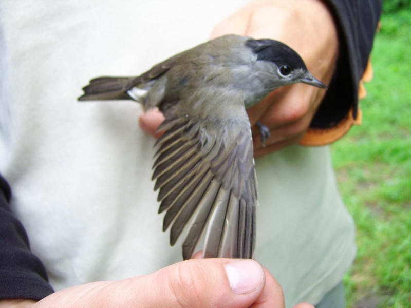 Blackcap, Sylvia atricapilla