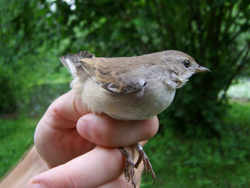 Common Whitethroat, Sylvia communis