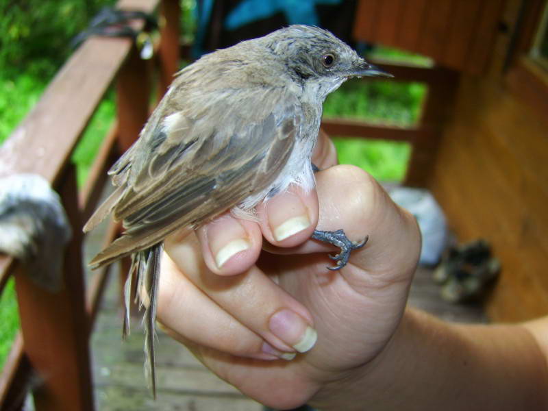 Lesser Whitethroat, Sylvia curruca