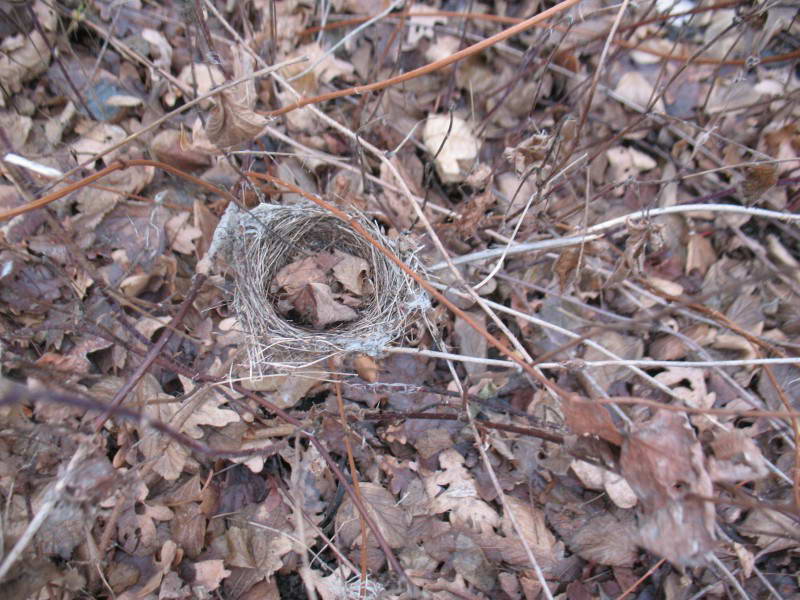 Whitethroat, Sylvia nest