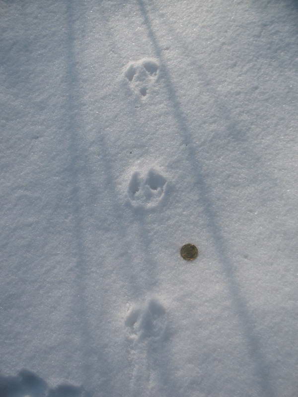 Footprints, Trukhaniv Island