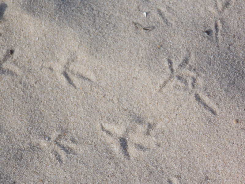 Footprints