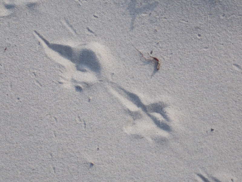 Footprints