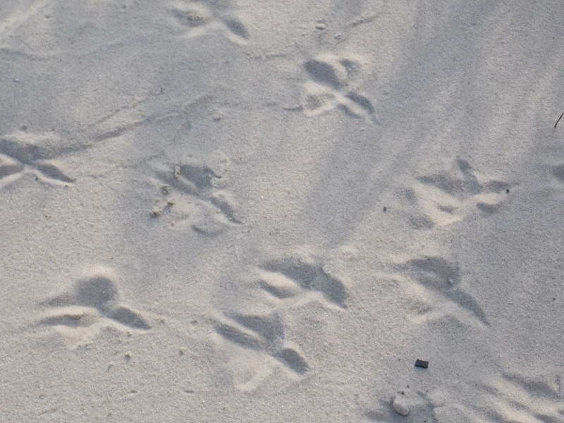 Footprints