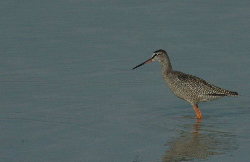 Spotted Redshank, Tringa erythropus