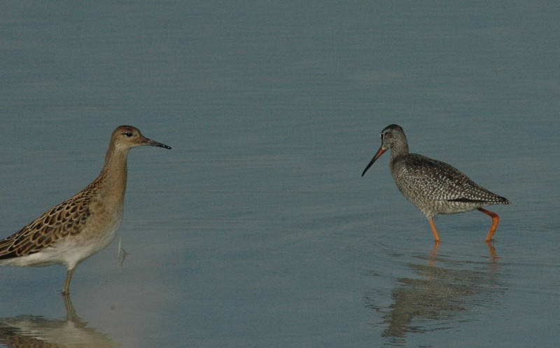 Spotted Redshank, Tringa erythropus