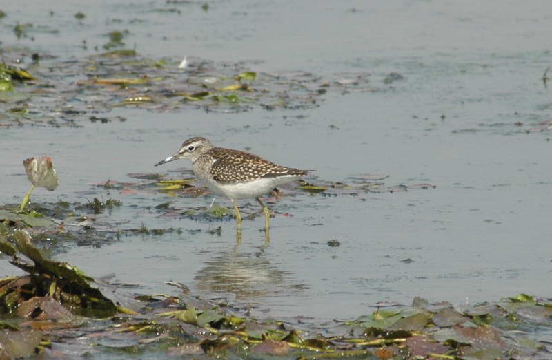 Wood Sandpiper, Tringa glareola