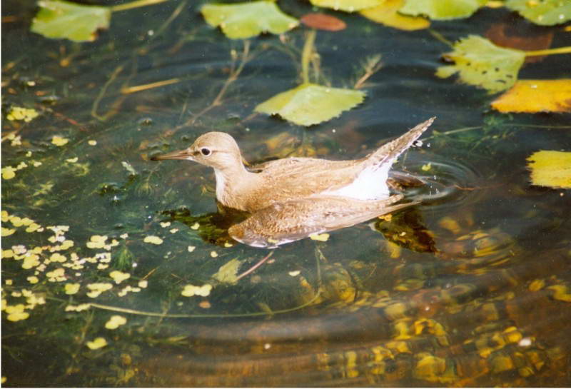 Common Redshank, Tringa totanus