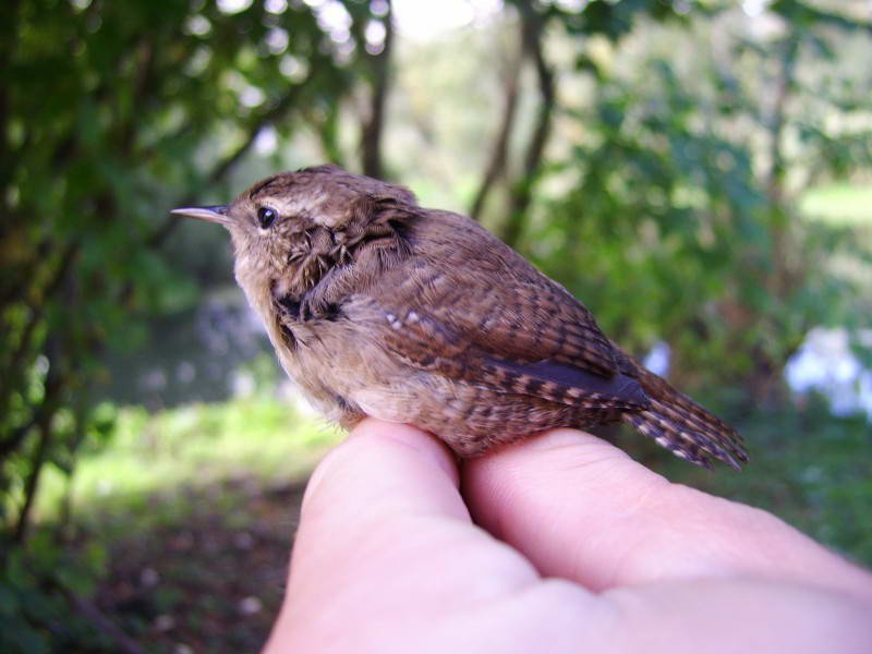 Wren, Troglodytes troglodytes